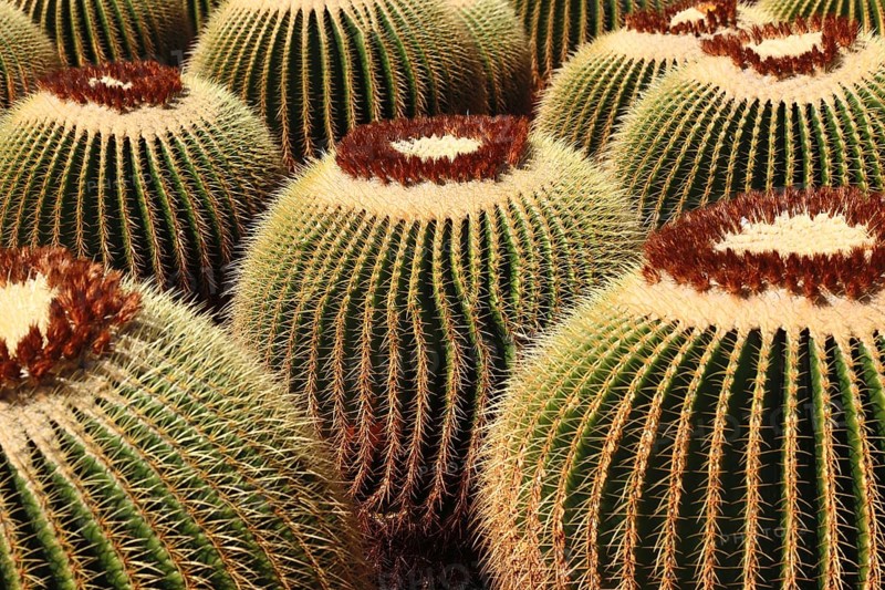 Golden barrel cactus