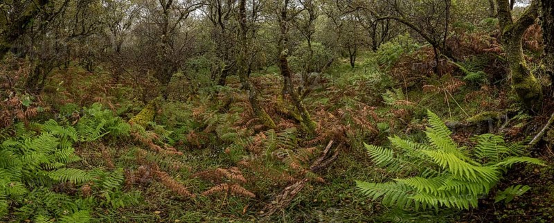 Forest with ferns in autumn