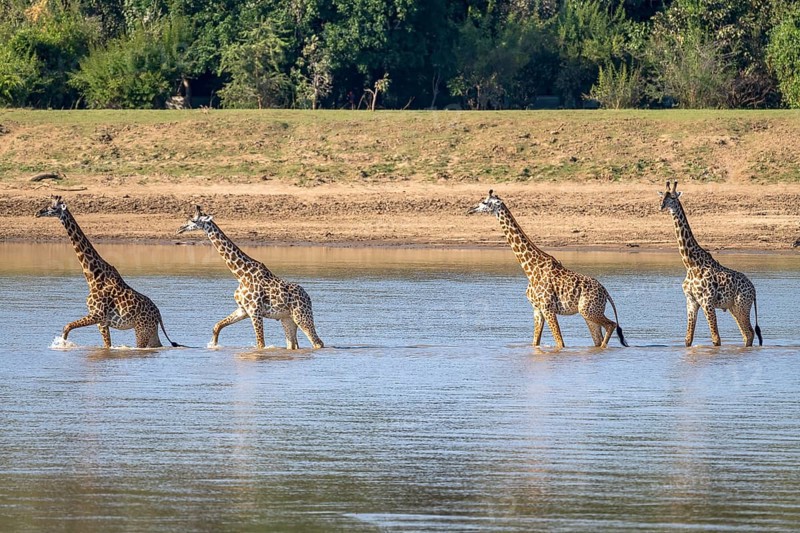 Rhodesian giraffe
