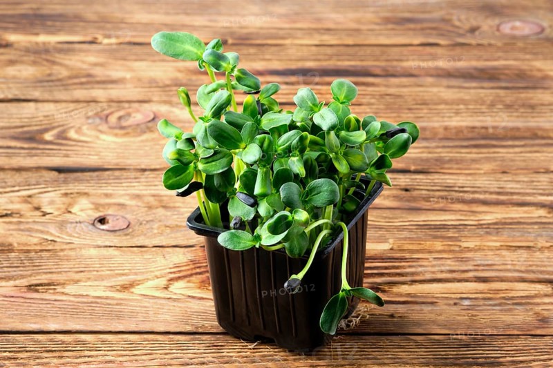 Fresh microgreens. Sprouts of sunflower on wooden background