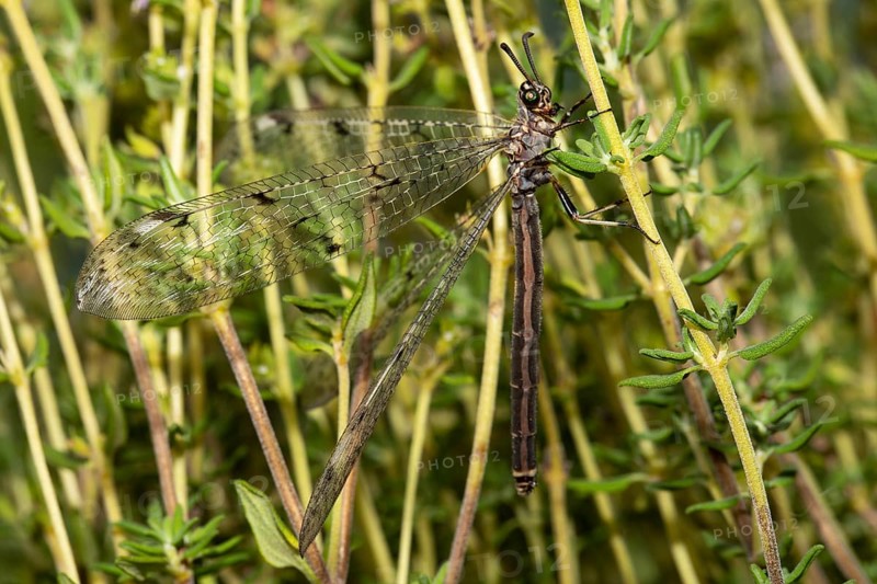 Spotted Ant Damselfly with open wings hanging on green stalks seen on the right