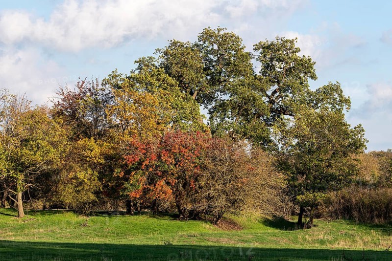 Autumnal deciduous trees