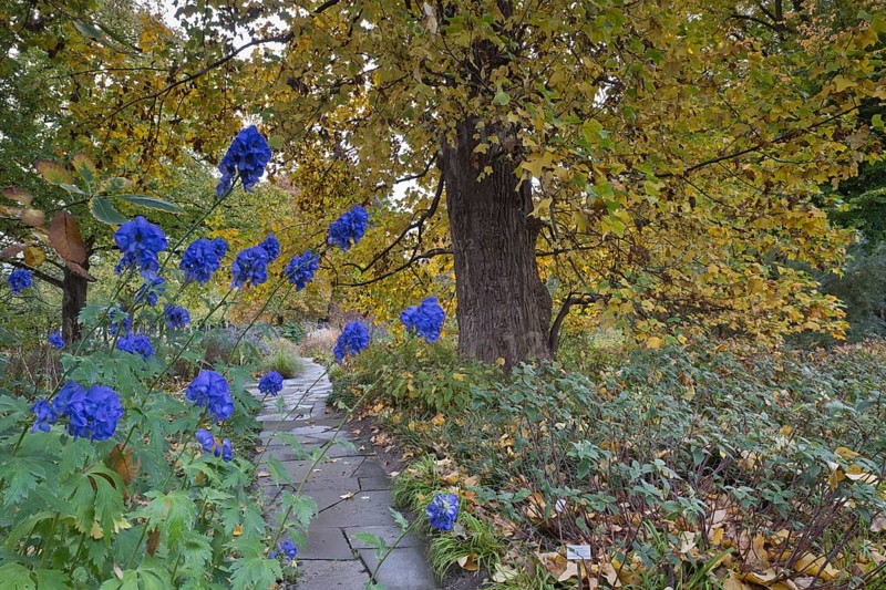 Perennial bed with aconite