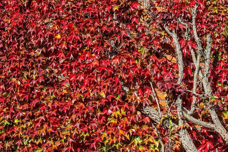 Virginia Creeper