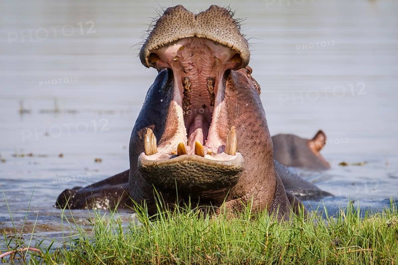Hippo