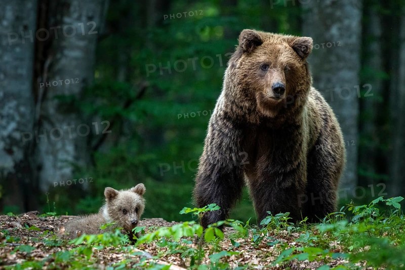 European brown bear