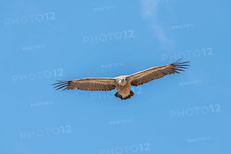 Griffon vultures