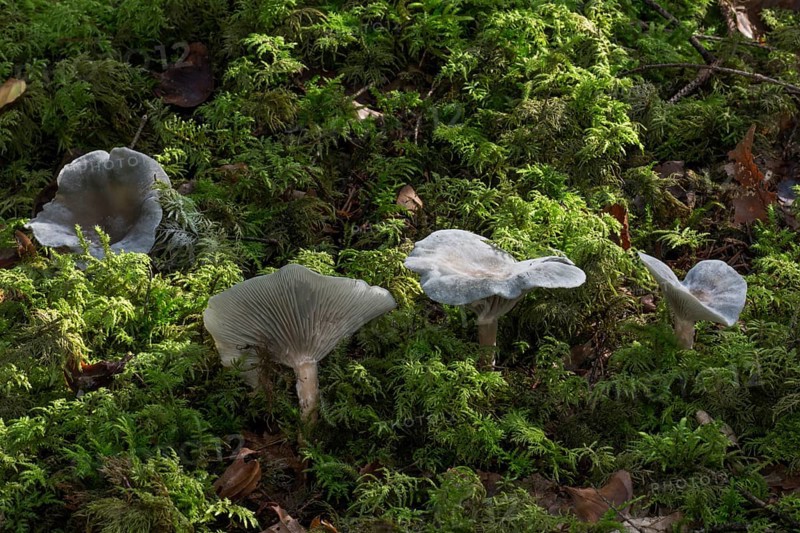 Aniseed toadstool