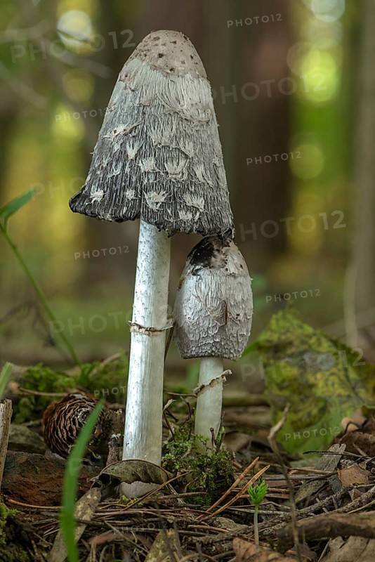 Shaggy ink cap