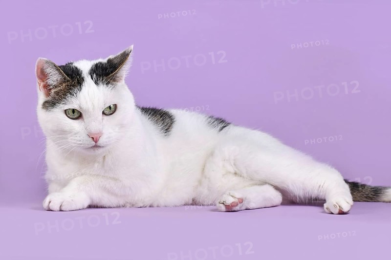 White and tabby European Shorthair cat lying down on violet background