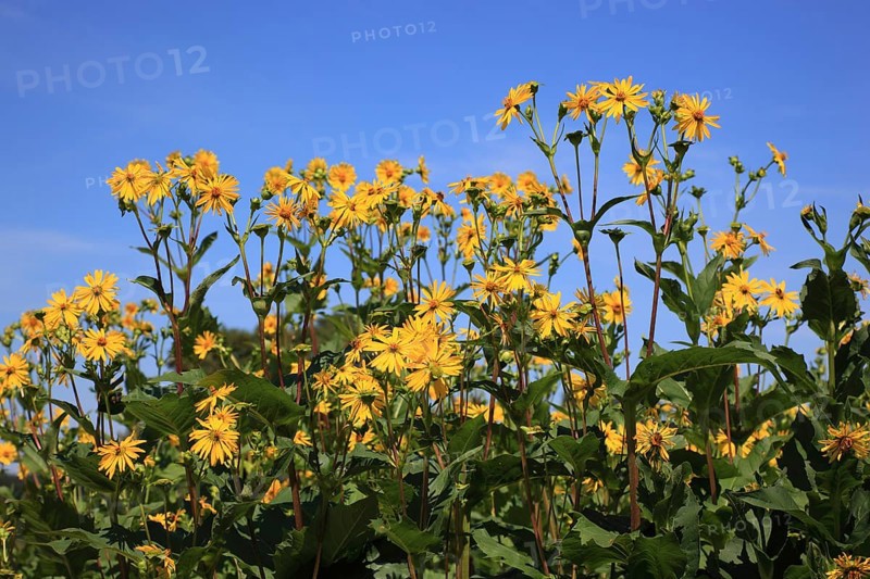 Cup plant