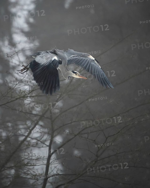 Grey heron
