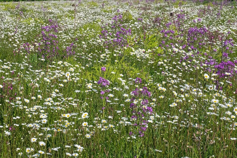 Flower meadow with mainly daisies