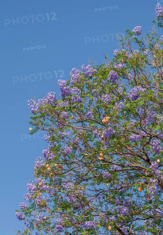 Rosewood tree