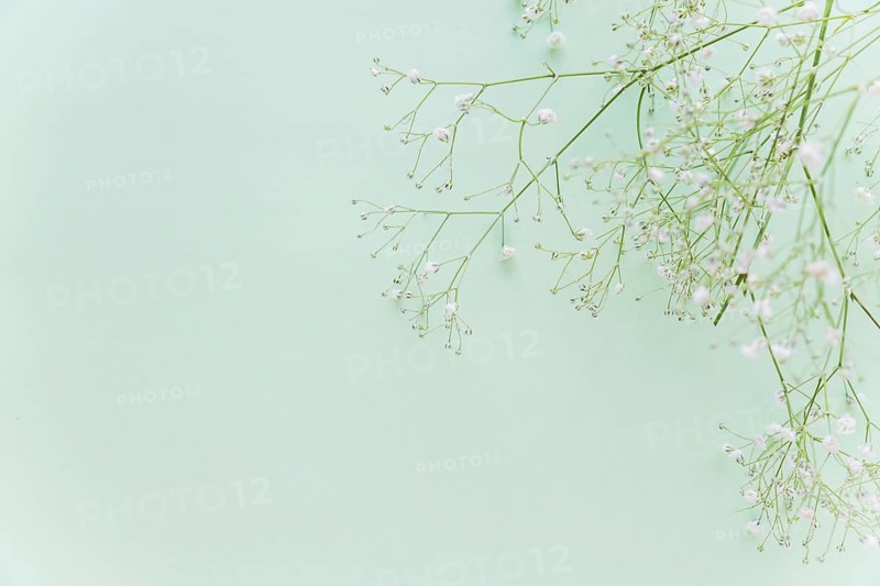 Green flowers branches table