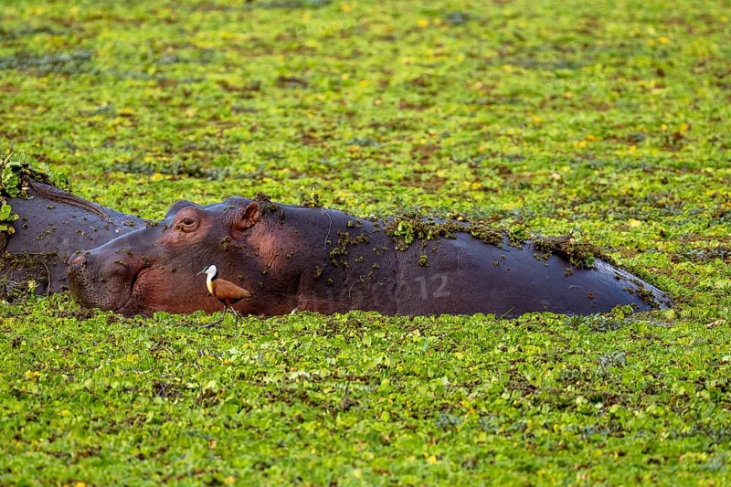 Hippopotamus