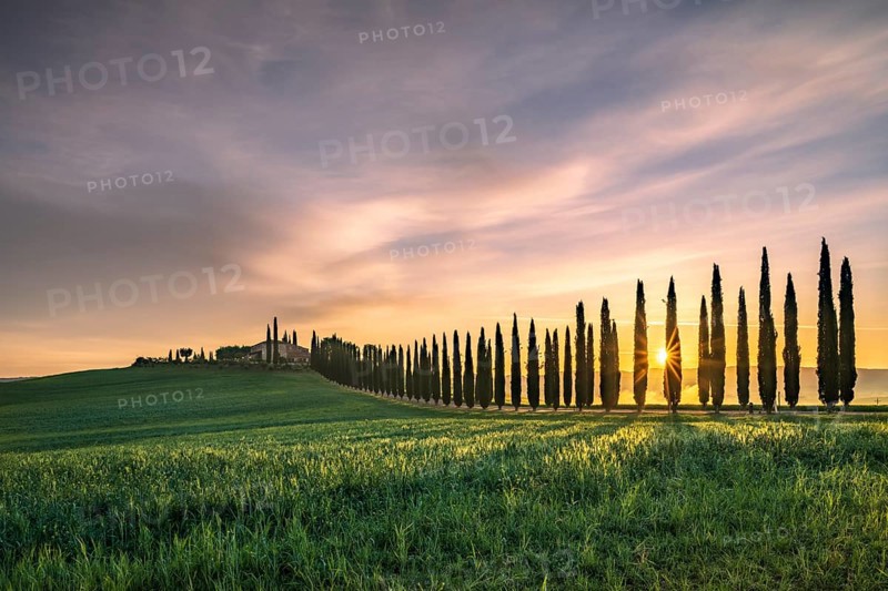 Poggio Covili estate with cypress