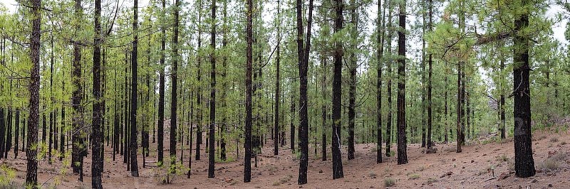Canary pines after a forest fire