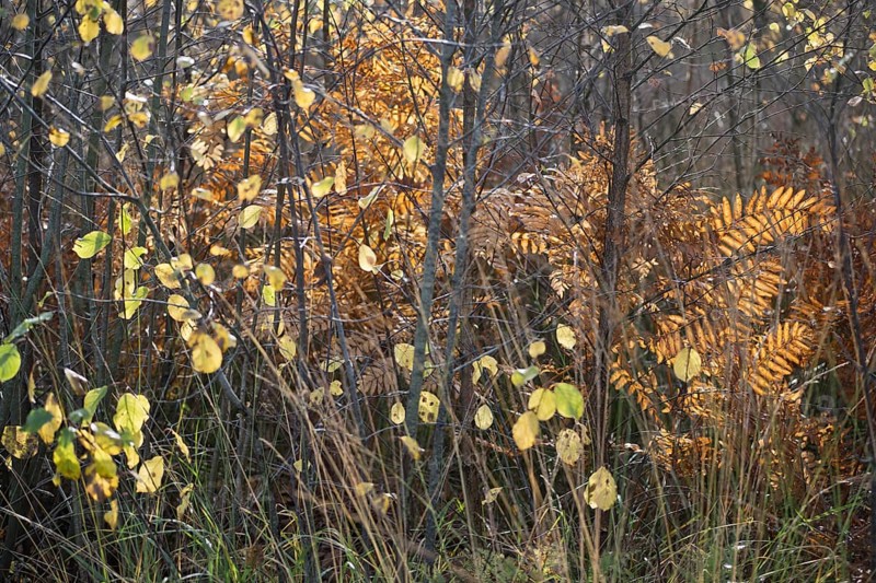 Royal fern
