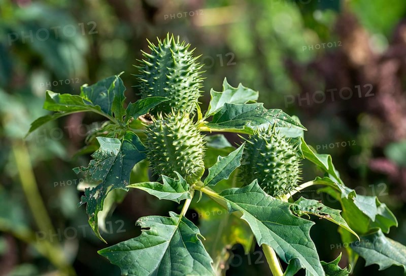 Jimson weed