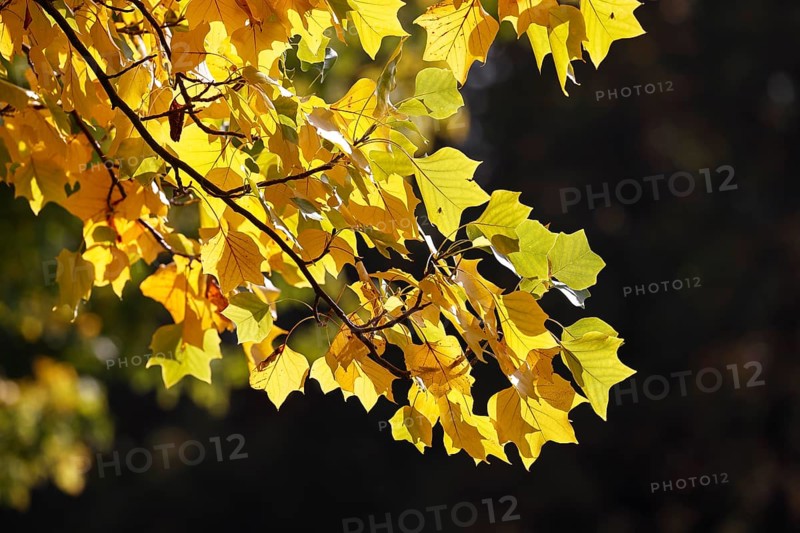Tulip tree