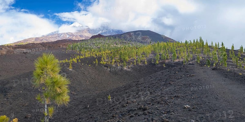 Canary island pines