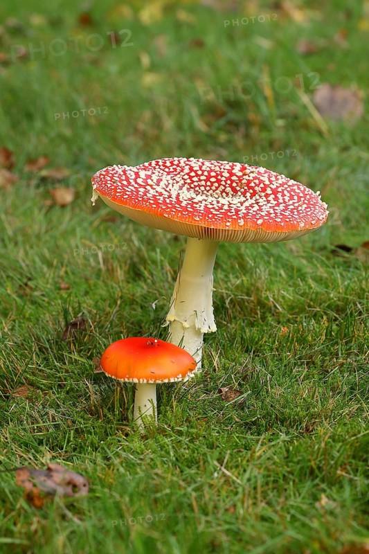 Fly agaric
