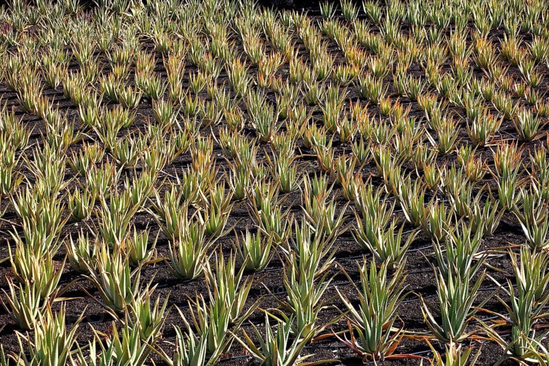 Aloe Vera Plantation at Orzola
