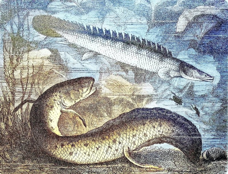 African west african lungfish