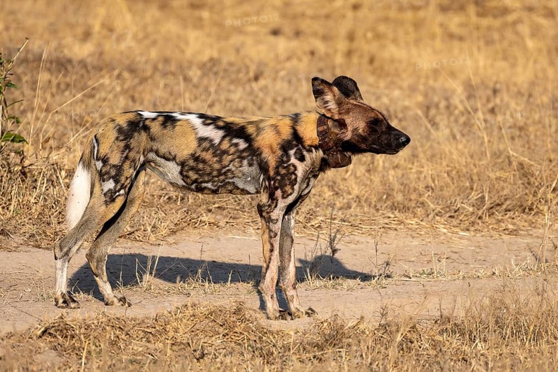 African wild dog