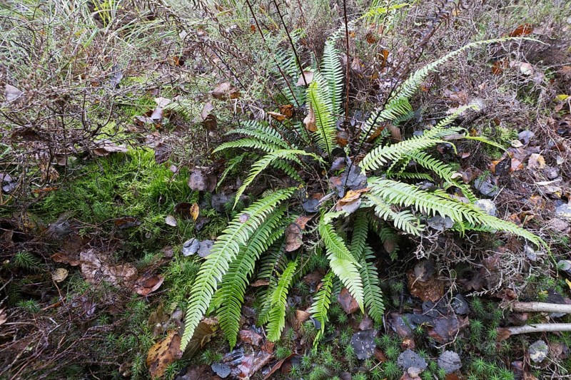 Hard-fern