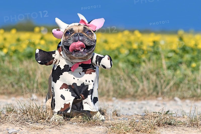 Smiling French Bulldog dog wearing a funny full body Halloween cow costume with fake arms