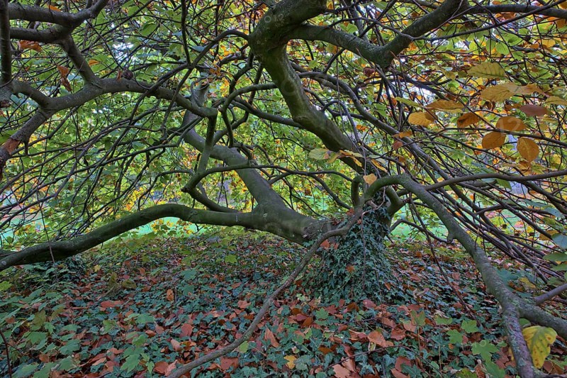 Suentelbuche