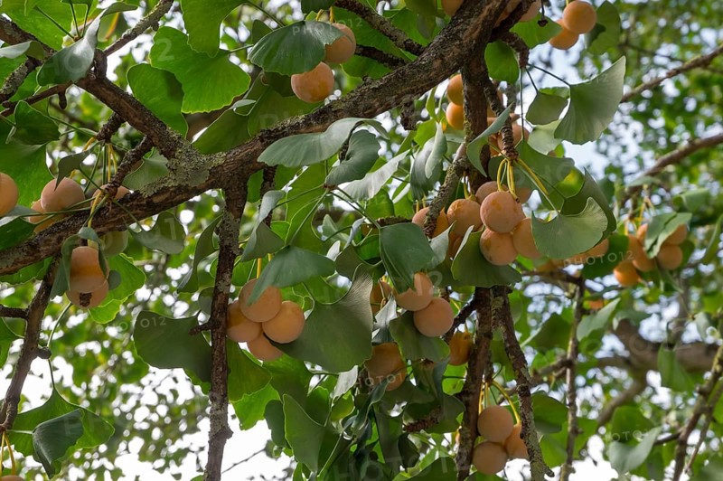 Gingko