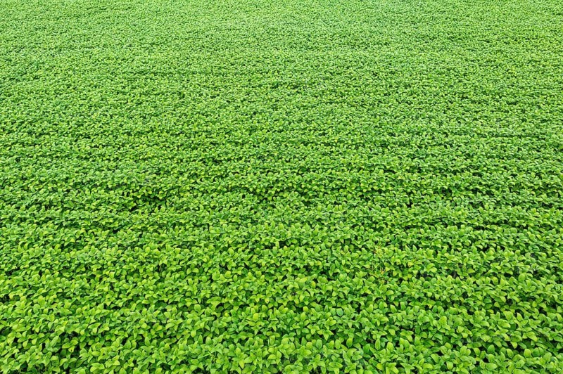 Giant soy fields