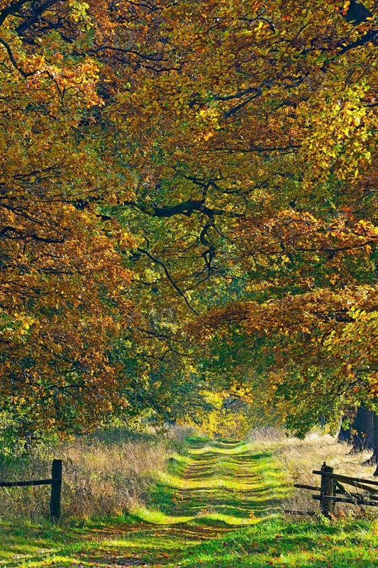Idyllic avenue in autumn with old oak trees