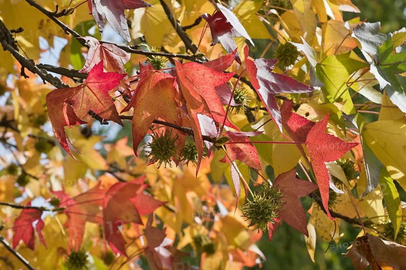 Sweetgum