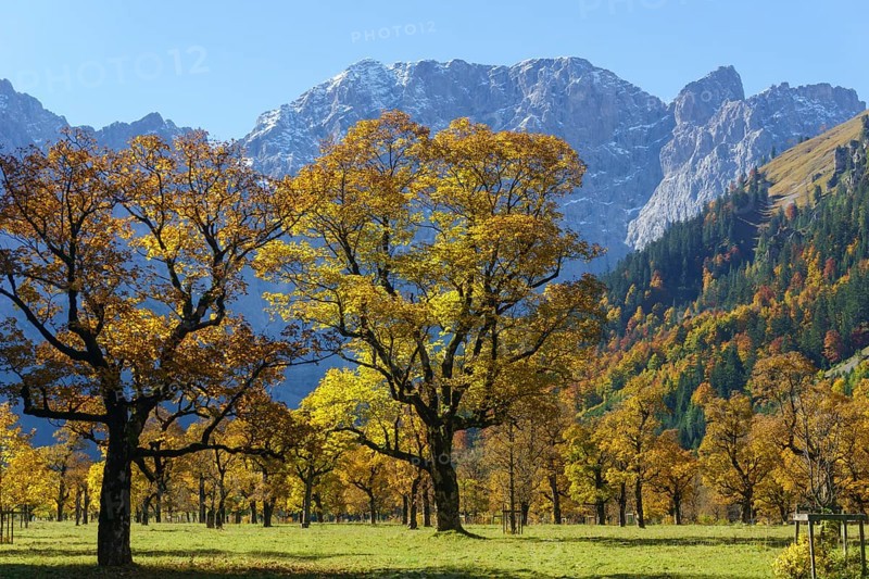 Autumn-coloured maples