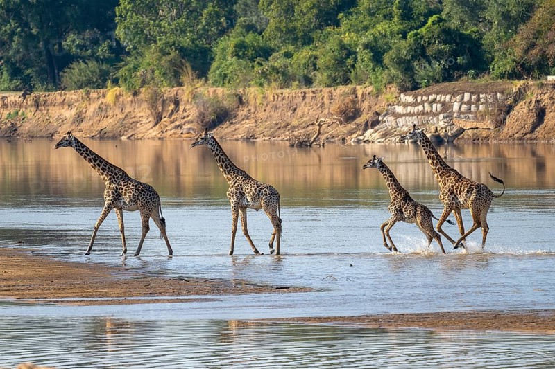 Rhodesian giraffe