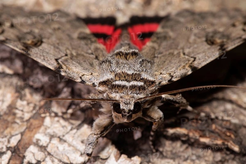 Rosy Underwing Moth with open wings sitting on tree trunk from the front