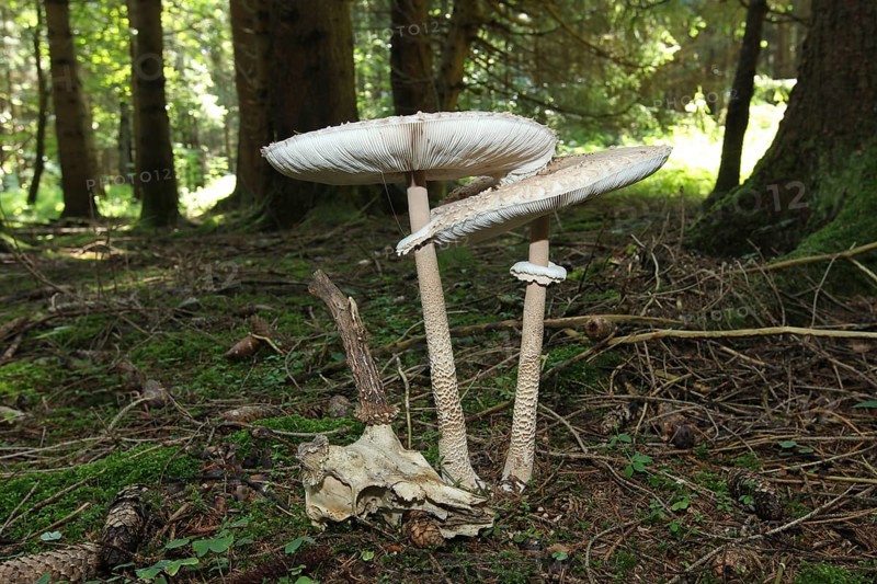 Parasol or common giant parasol mushroom