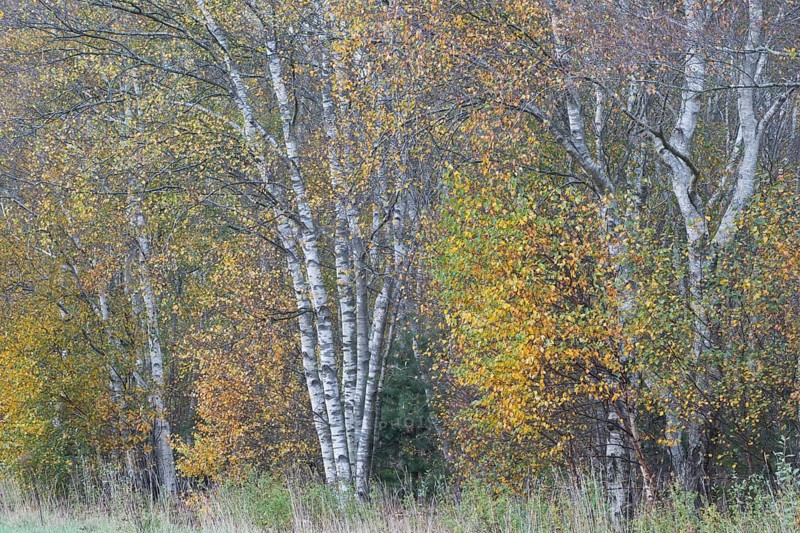 Warty birch