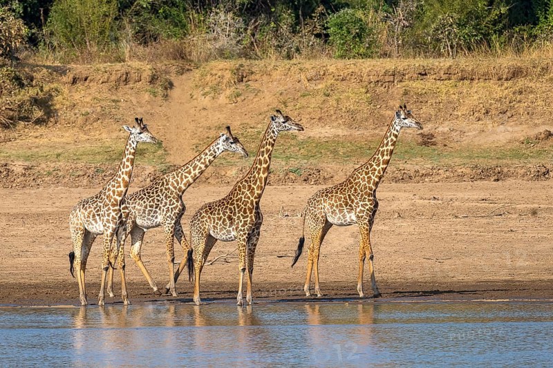 Rhodesian giraffe