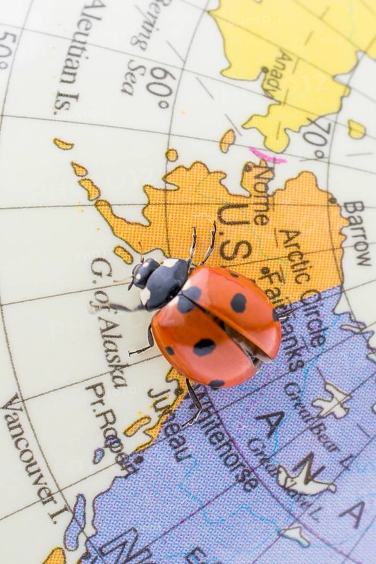 Ladybug walking on a little colorful model globe