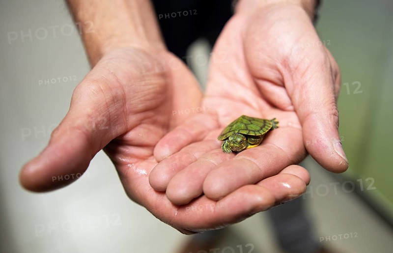 Men's hands holding a North American pond slider