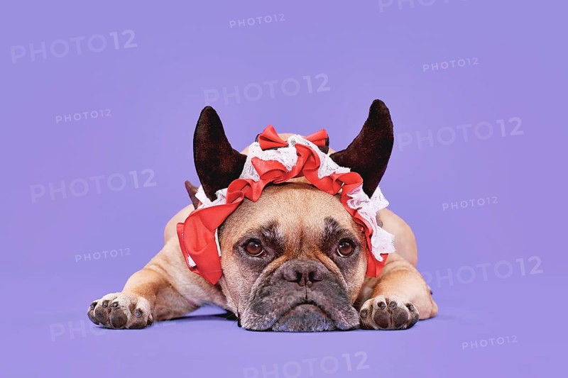 French Bulldog dog wearing red Halloween devil horn headband with ribbon on purple background