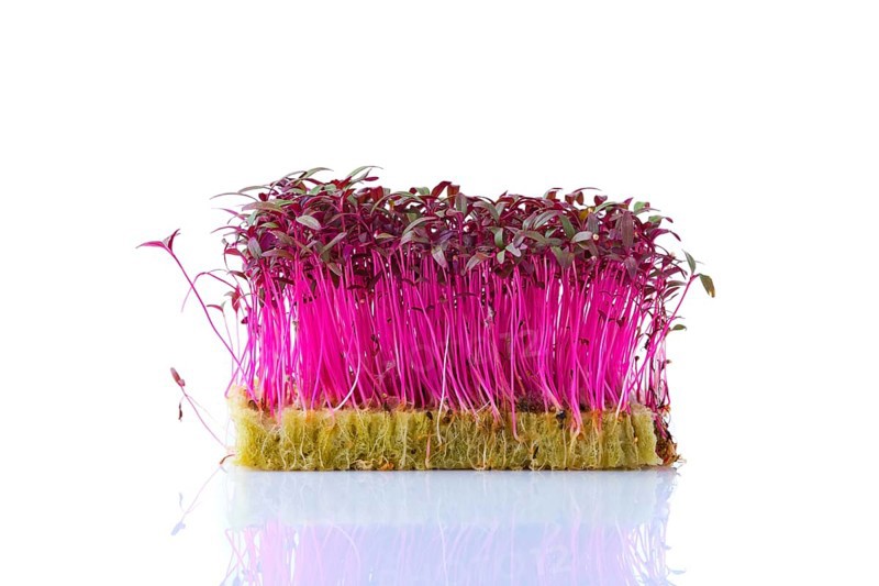Fresh microgreens. Sprouts of amaranth isolated on white background