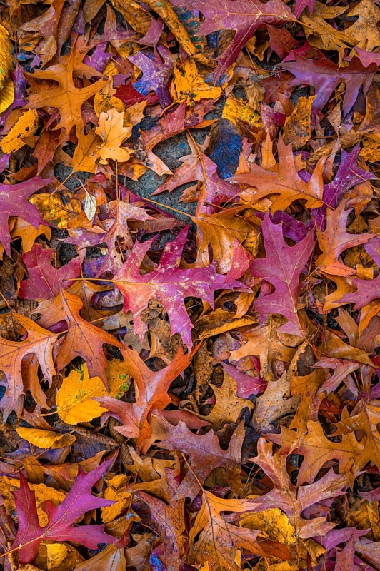 The colourful leaves of a pin oak