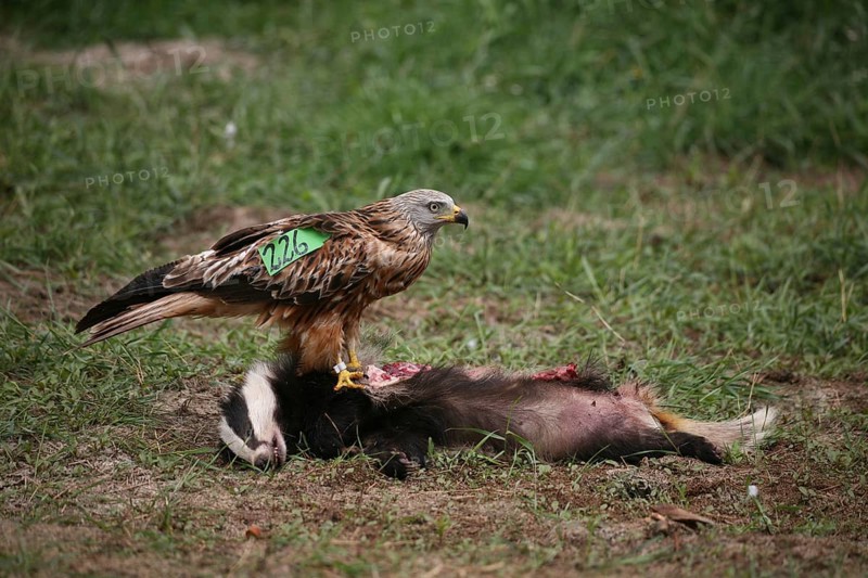 Red Kite