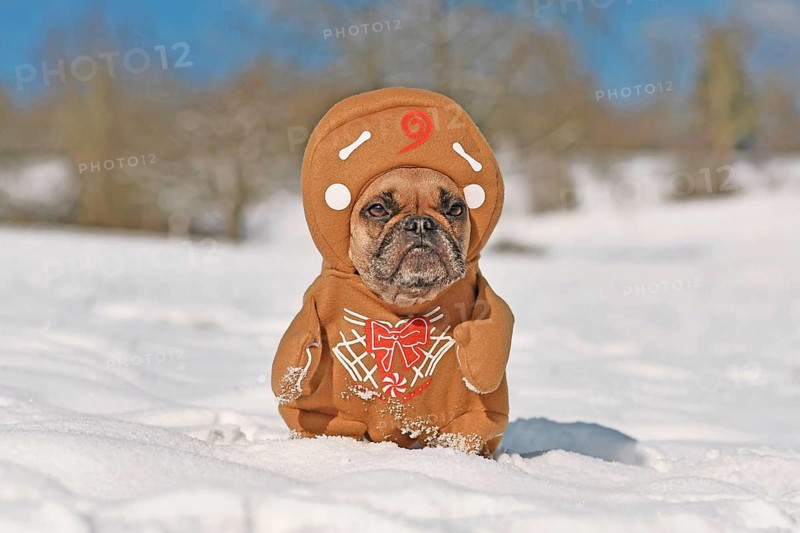French Bulldog dog dressed up with funny Christmas gingerbread full body costume with arms and hat in winter snow landscape